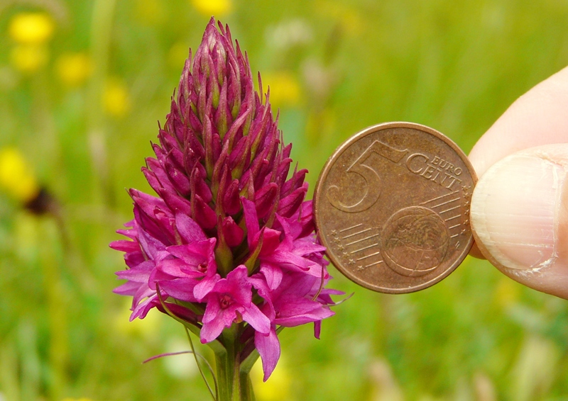 Nigritella, Dactylorhiza perverseemaltempo! Dolomiti luglio 2014.